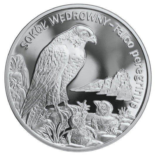 20 zł Sokół wędrowny (łac. Falco peregrinus)
