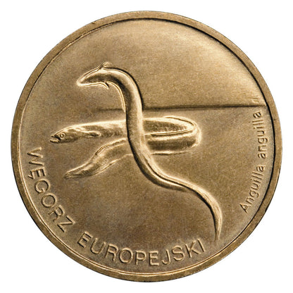 2 zł Węgorz europejski (łac. Anguilla anguilla)